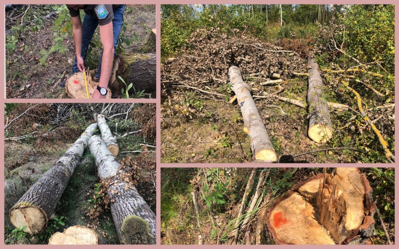 Black loggers caused damage of almost 2 million hryvnias in the Zhytomyr region