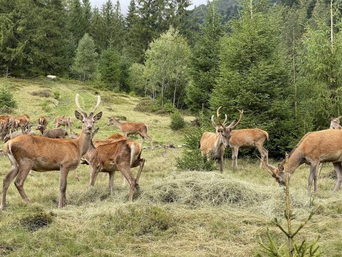 Deer were killed with rat poison in an ecopark in Zakarpattia