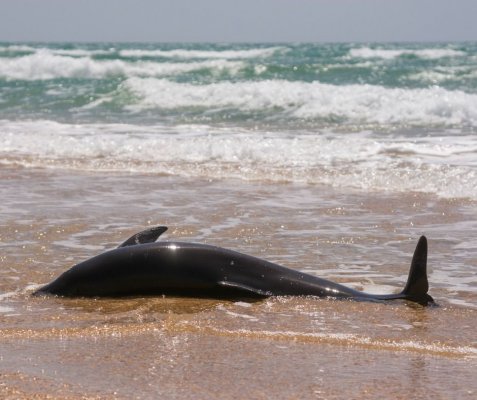 В Азовском море массово гибнут дельфины на заповедной косе