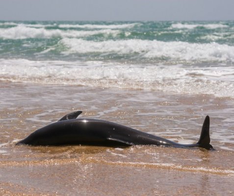 Dolphins are dying en masse on the protected spit in the Sea of ​​Azov