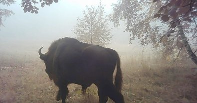 Фото – На Закарпатті зустріли зубрів, яких вважали зниклими. Фото