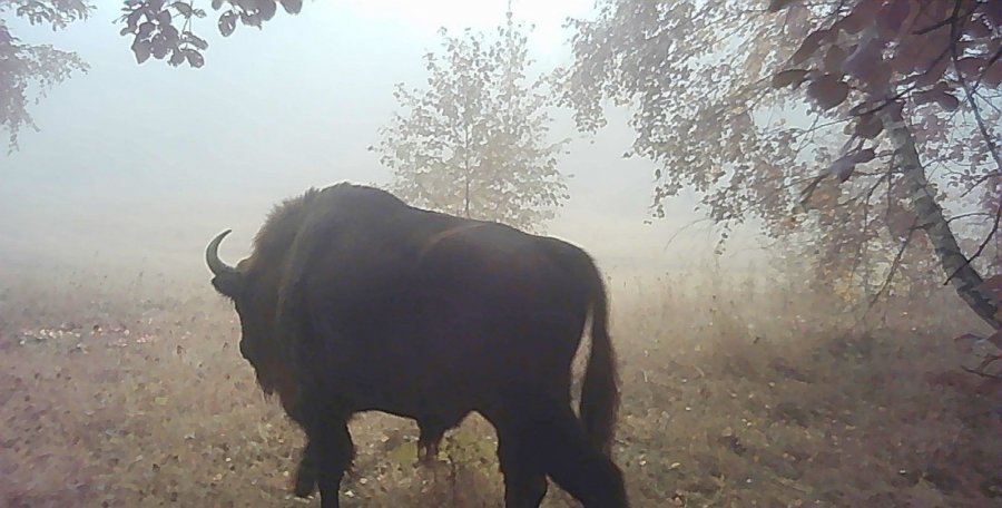 Bison, which were considered to have disappeared, were found in Zakarpattia. Photo