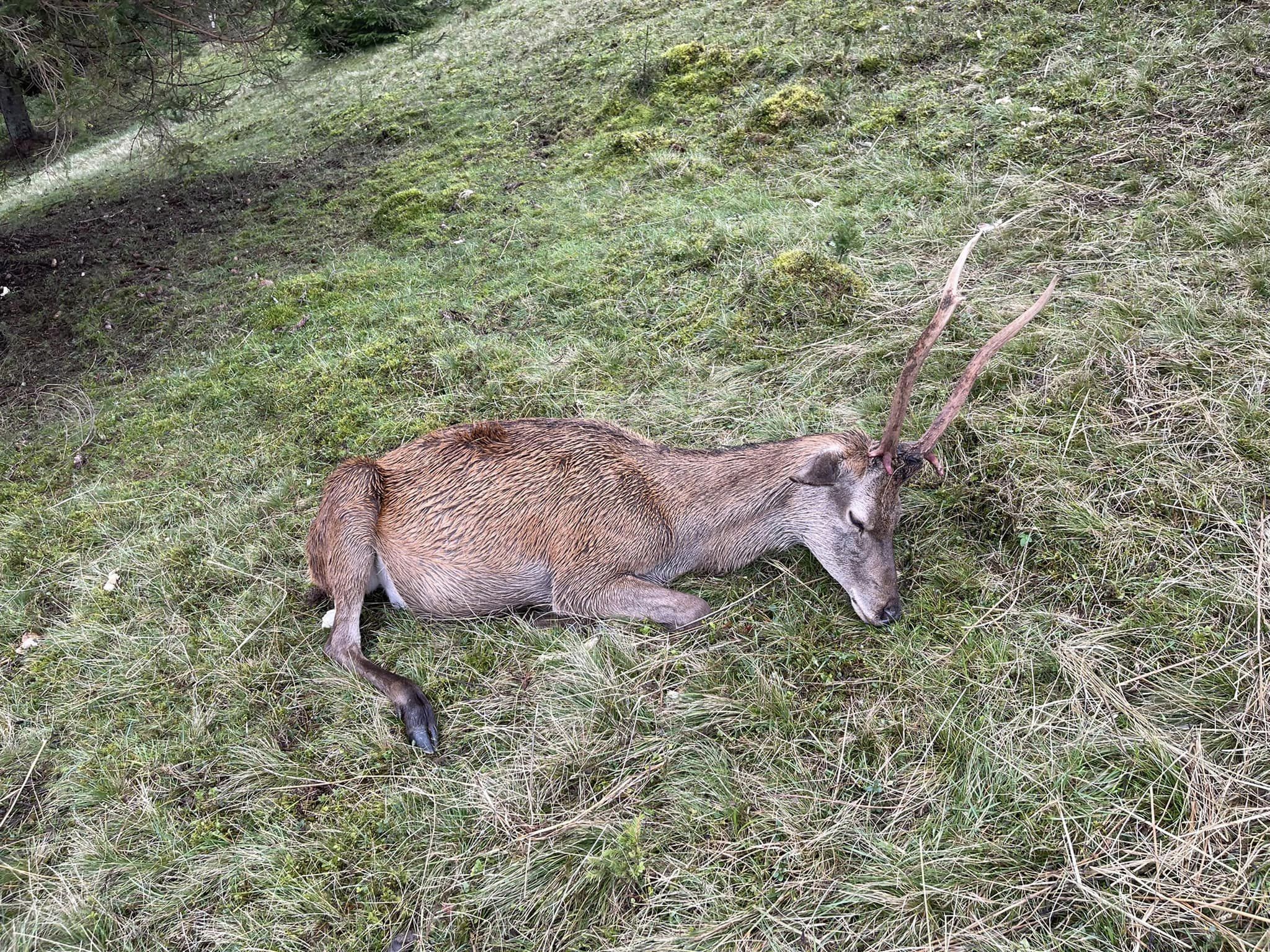 В екопарку на Закарпатті вбили оленів щурячою отрутою