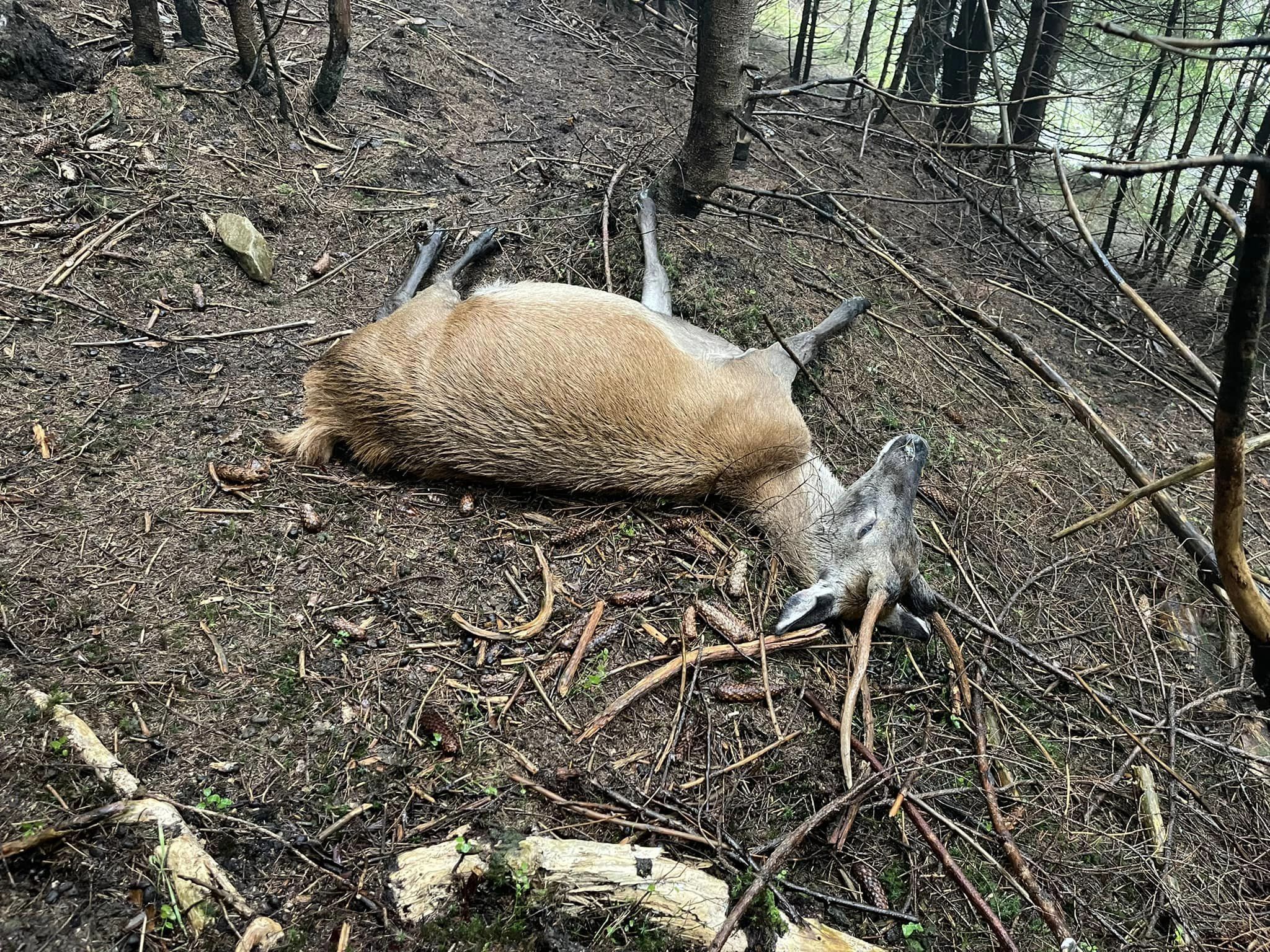 В екопарку на Закарпатті вбили оленів щурячою отрутою