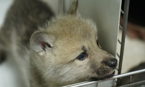 The arctic wolf was cloned for the first time in the world. Photo