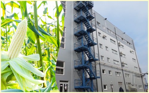 A sugar factory will process corn into bioethanol in Volyn