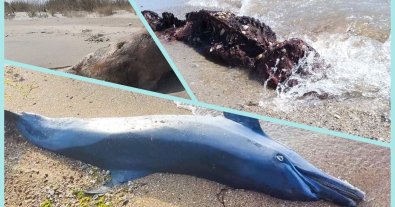 Фото – У Чорному морі жертвами війни стали ще декілька дельфінів