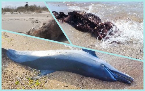 Several more dolphins became victims of the war in the Black Sea