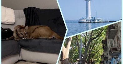 Photo – Animal rights activists demand to save the townspeople from the "domestic" cougar