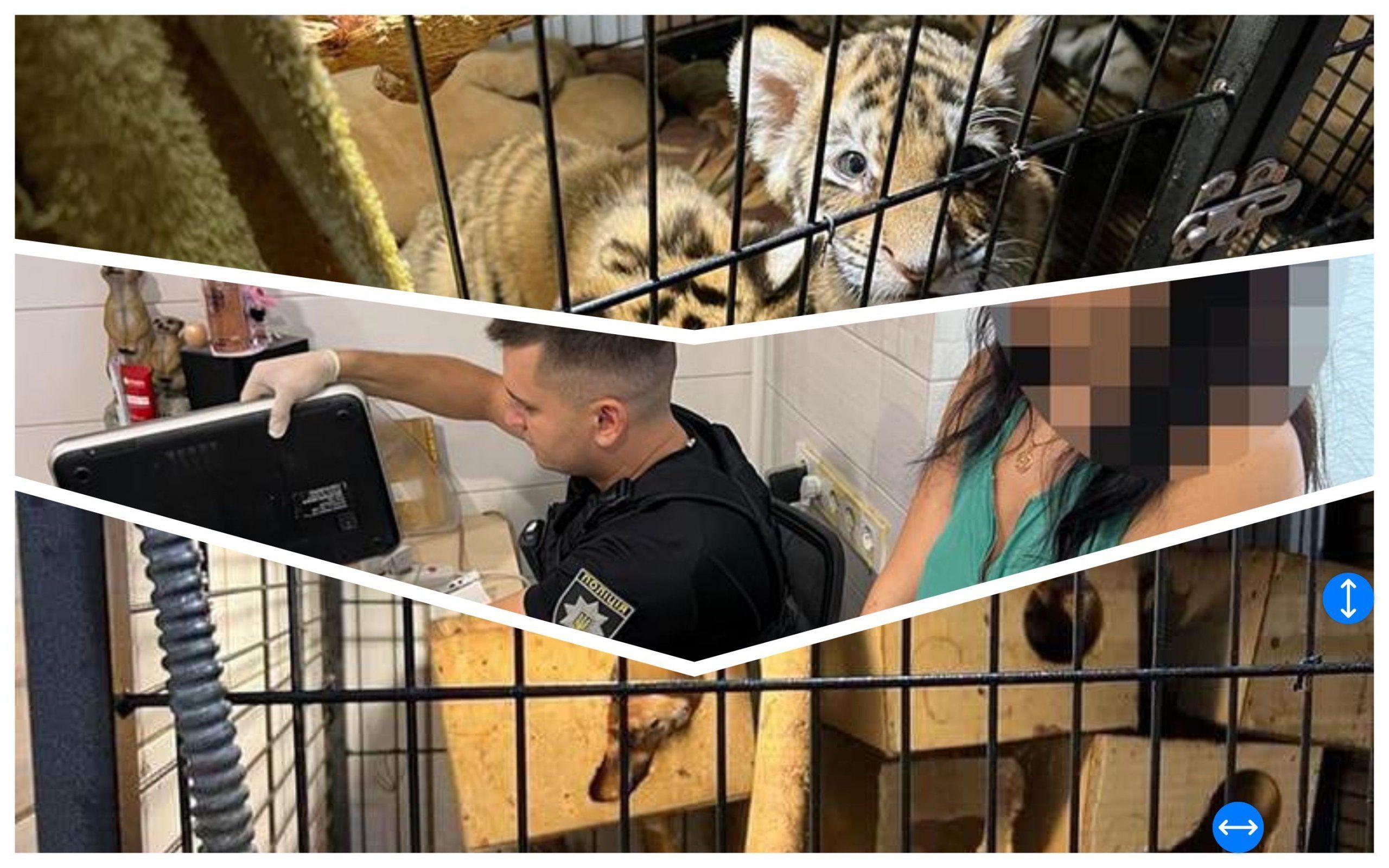 Photo – Illegal traders of exotic animals were caught in Kyiv. Photo