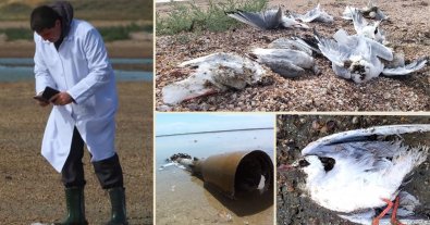 Фото – Страдают не только дельфины: в Одесском заповеднике произошел массовый мор чаек