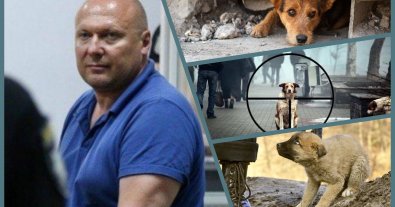 Photo – Animal defenders of Kyiv sound the alarm: Svyatohor doghunter goes hunting again