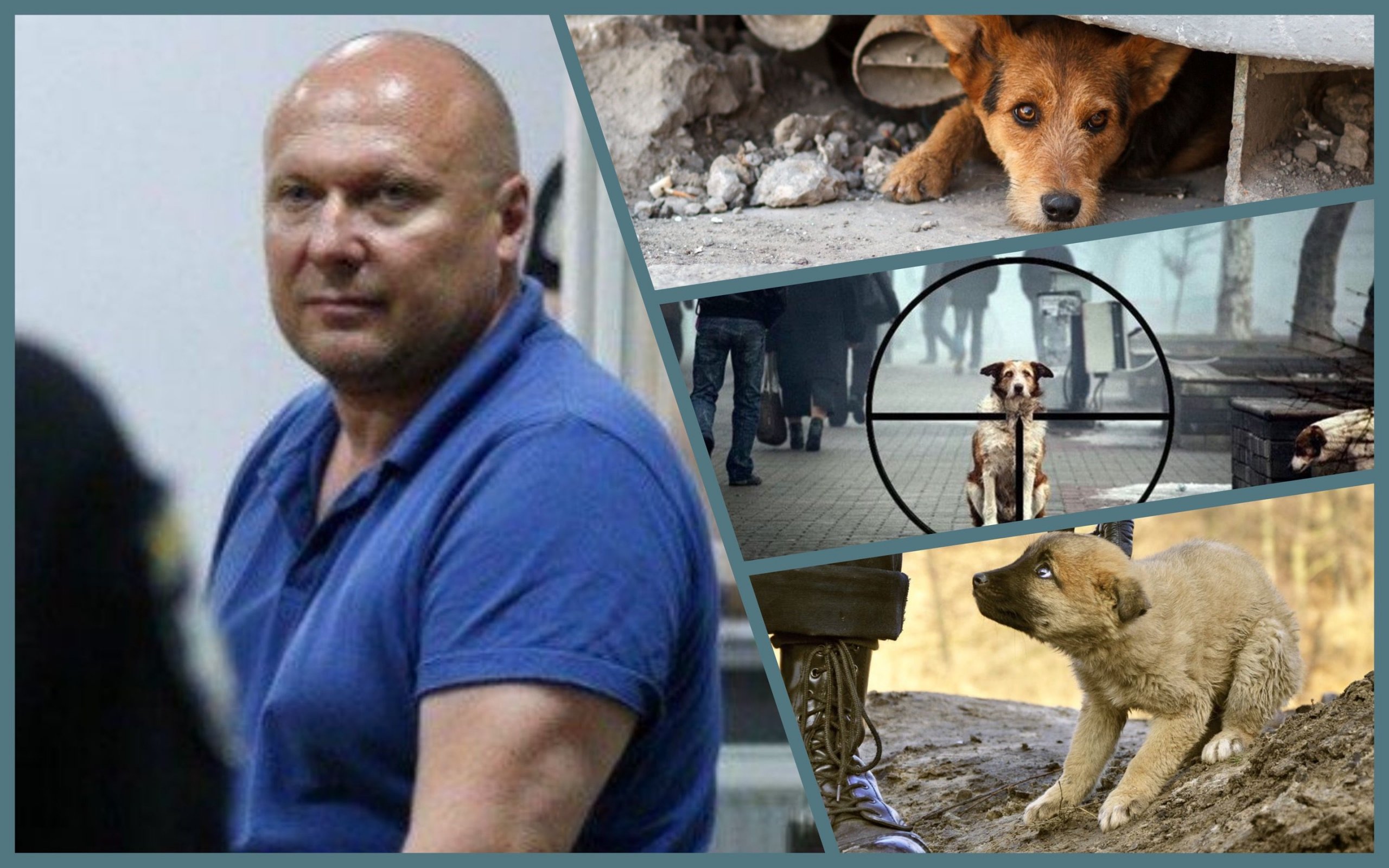 Photo – Animal defenders of Kyiv sound the alarm: Svyatohor doghunter goes hunting again