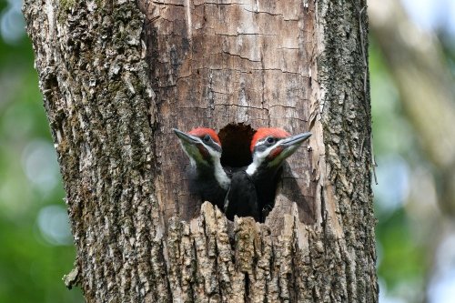 Rare and endangered birds have returned to the Dnipro region. Photo fact