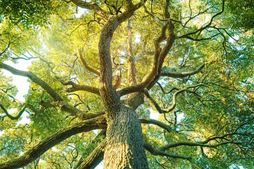 Despite the war, Ukrainian foresters planted 200 million trees