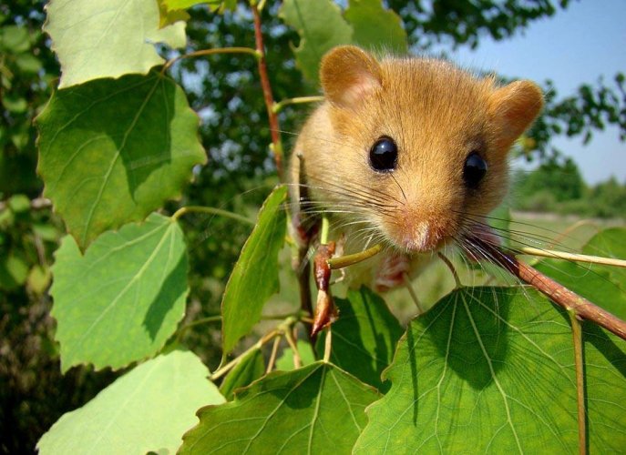The Red Book rodents, which are rare for Europe, have settled in the Rivne region