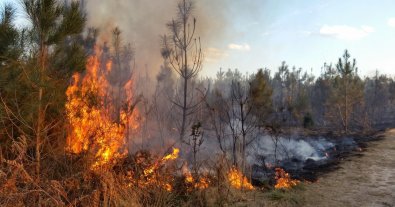 Фото – На Сумщині російські війська спалили лісу на понад 16 мільйонів гривень