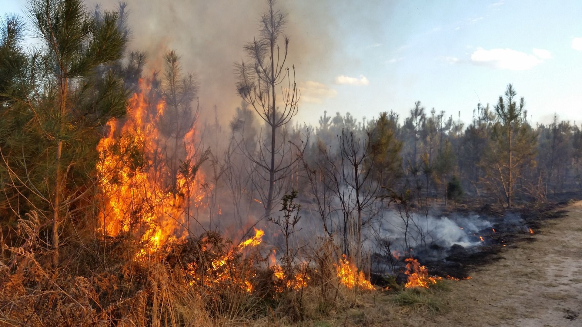 Фото – На Сумщині російські війська спалили лісу на понад 16 мільйонів гривень