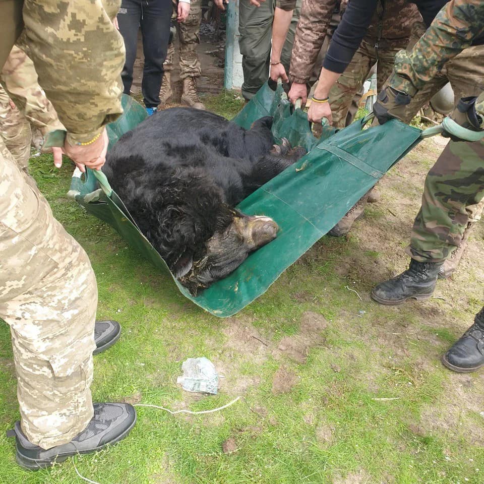 Зоозахисники врятували з Лиману контуженого ведмедя. Фото