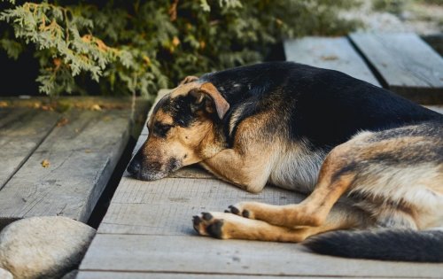 The court forced a Lviv resident to pay a fine of thousands of hryvnias for bringing up a dog with a lozenge