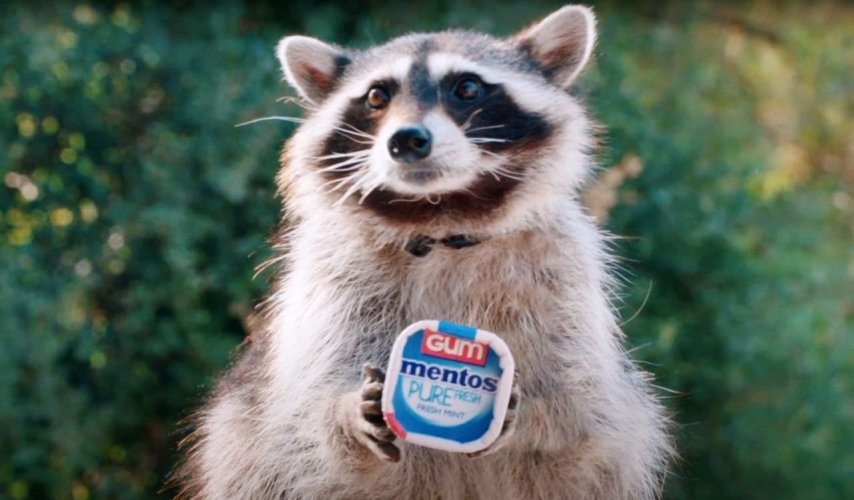 A US candy producer taught raccoons to sort garbage. Video