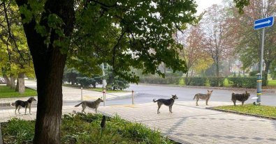 Photo – Dogs stood in line to have breakfast at WCK. Photo