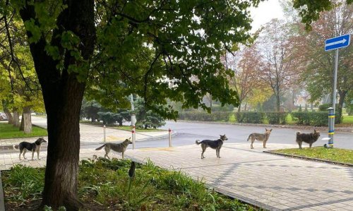 Dogs stood in line to have breakfast at WCK. Photo