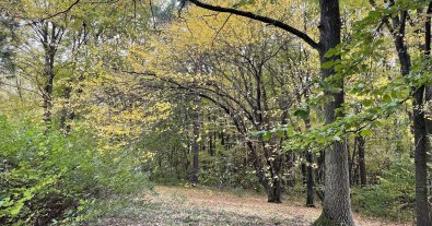 Photo – To increase felling under the guise: forestry officials were accused of disinformation