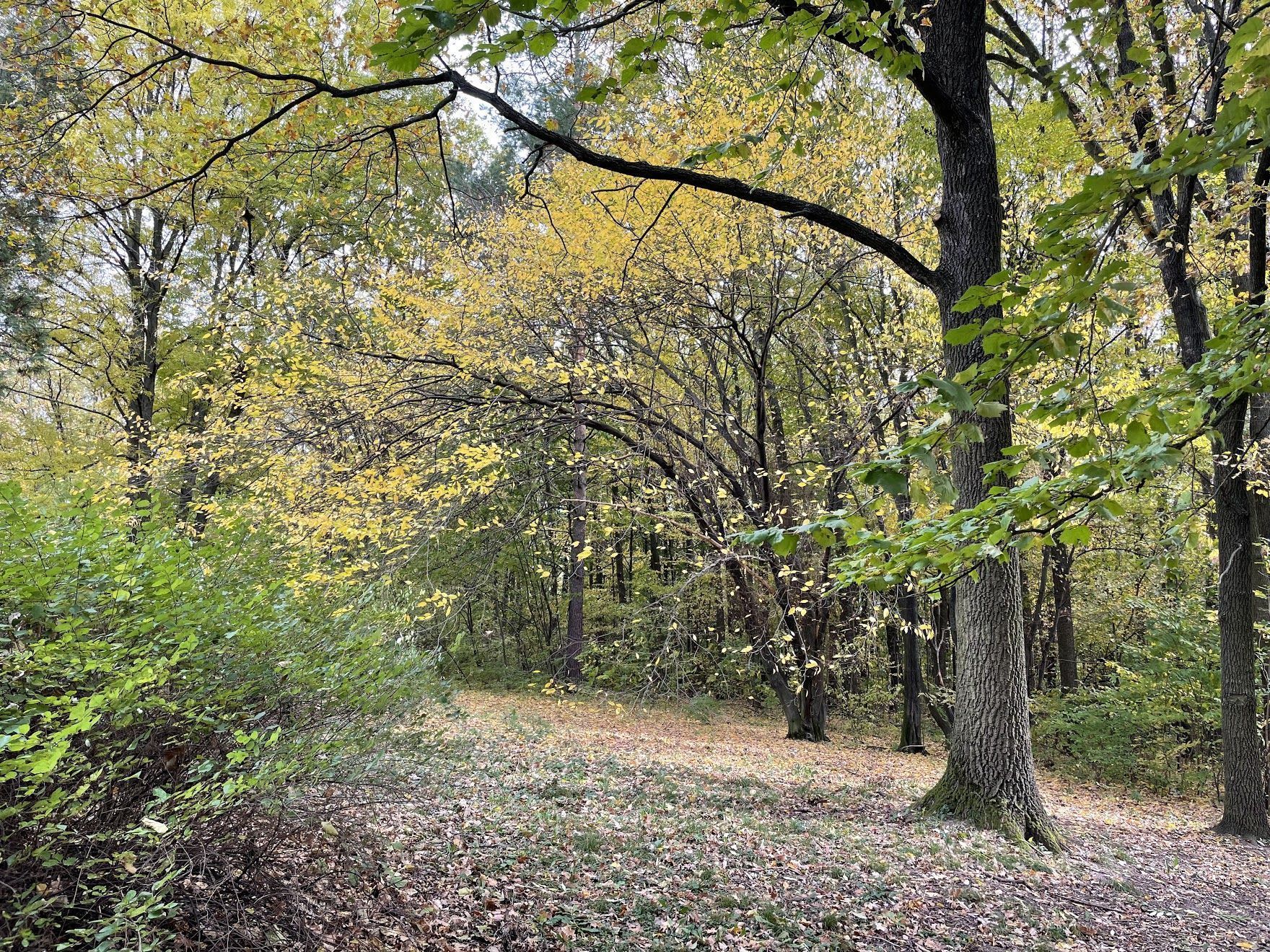 Photo – To increase felling under the guise: forestry officials were accused of disinformation