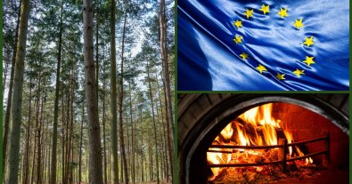 Фото – Європейські ліси мають пережити дуже темну зиму