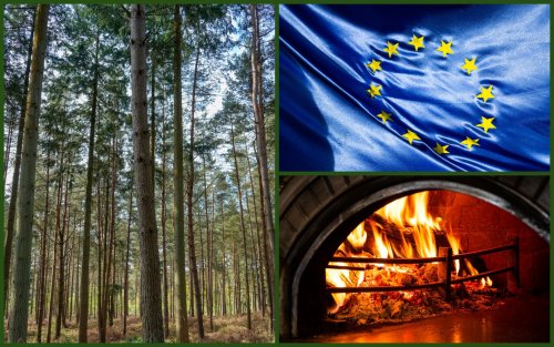 Европейским лесам предстоит пережить очень темную зиму