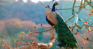 Photo – Peacock killer from Bukovina sentenced to 5 years, but he will avoid prison on one condition