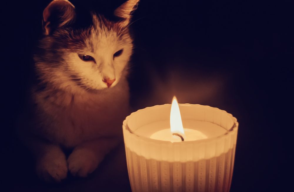 Photo – Animal rights activists filed a complaint against a minor girl who killed cats on camera