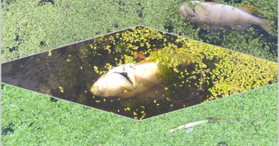 Photo – Two civil servants are suspected of ecocide on the Sluch River
