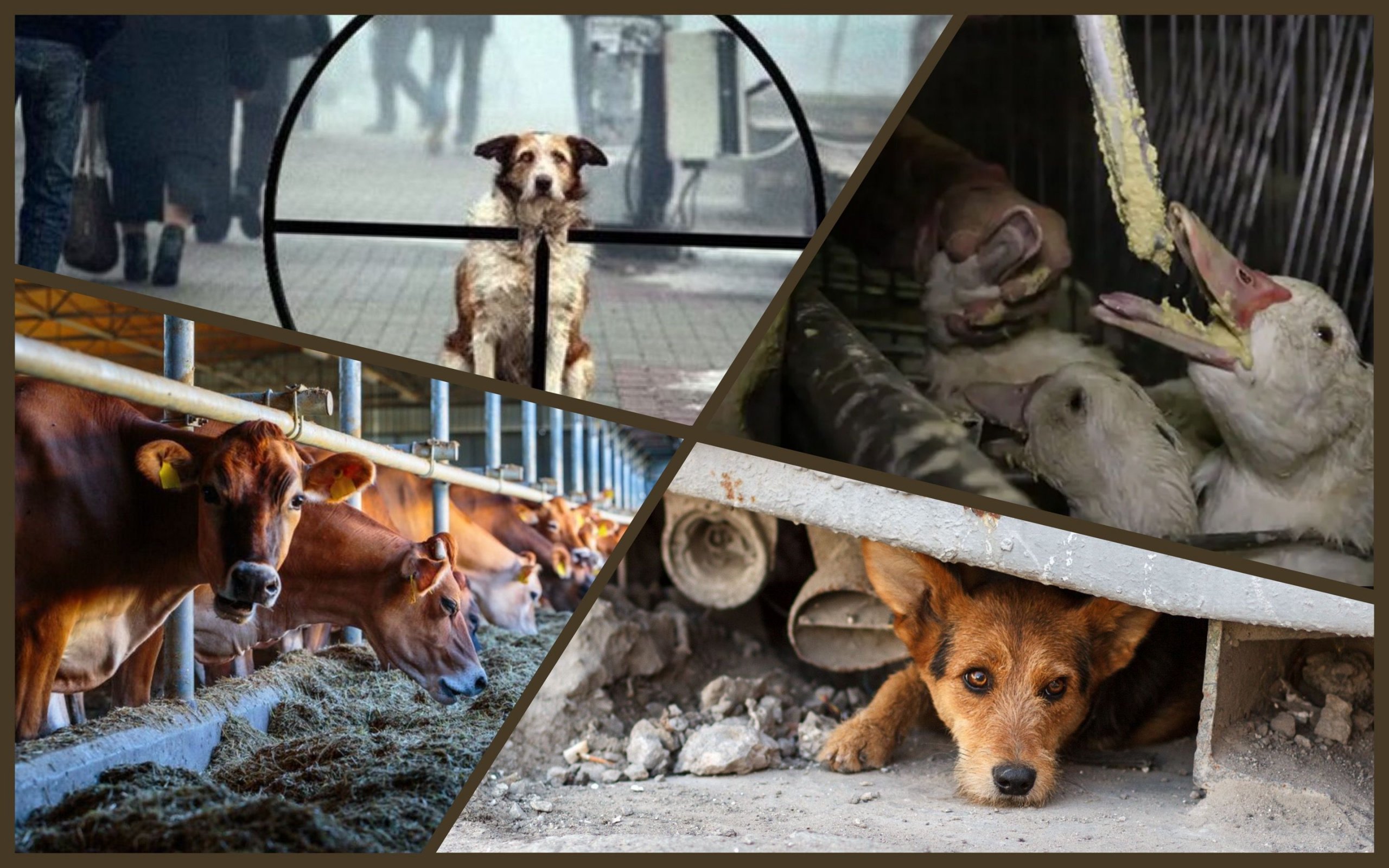 Photo – Ukraine to adopt law No. 8150: animal rights activists are against