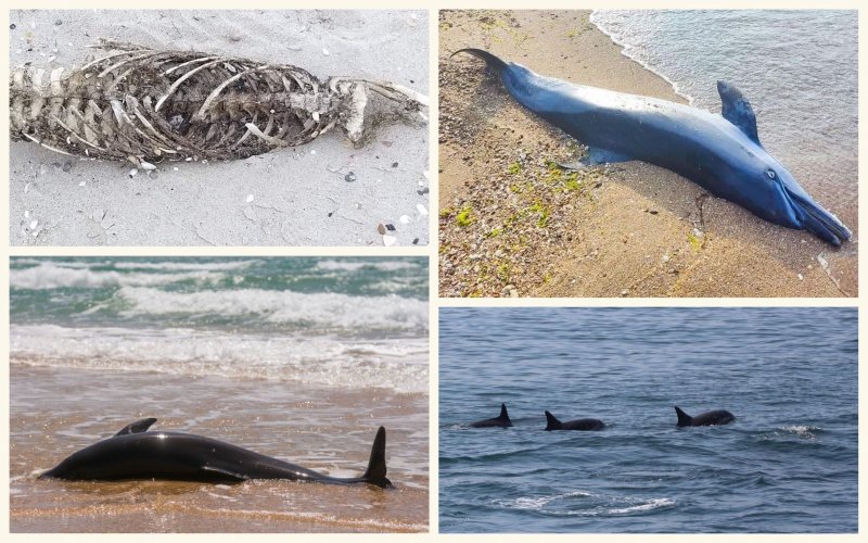 Міжнародна спільнота захисту китів обговорила вплив війни на дельфінів Чорного моря