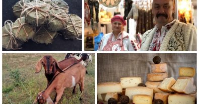 Фото – Рятуючись від війни, екофермер з Донеччини перевіз сироварню та кіз на Волинь