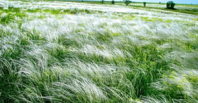 Photo – A new nature reserve “Khrestyschensky Hills” has appeared in Donetsk region