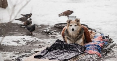 Photo – The Office of the President urged Ukrainians to take care of homeless animals in the winter