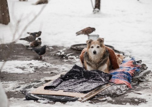 В Офисе президента призвали украинцев позаботиться о бездомных животных в морозы