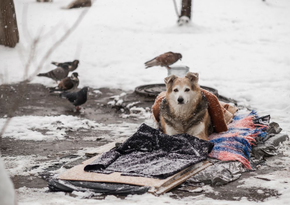 Andriy Yermak appealed to Ukrainians: help homeless animals survive