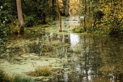 SEP will appeal in court against the sale of the Poppy Bog monument for peat extraction