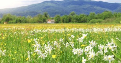 Photo – Transcarpathia to save the Narcissus Valley from the consequences of global warming