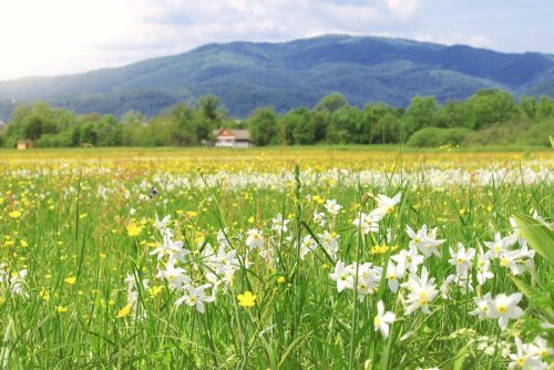 Transcarpathia to save the Narcissus Valley from the consequences of global warming