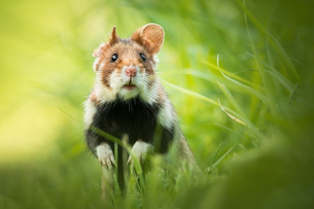 Photo – Russian soldiers brutally killed hamsters in the Kherson region