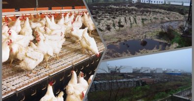 Фото – На Херсонщині розслідують масовий мор на Чорнобаївській птахофабриці