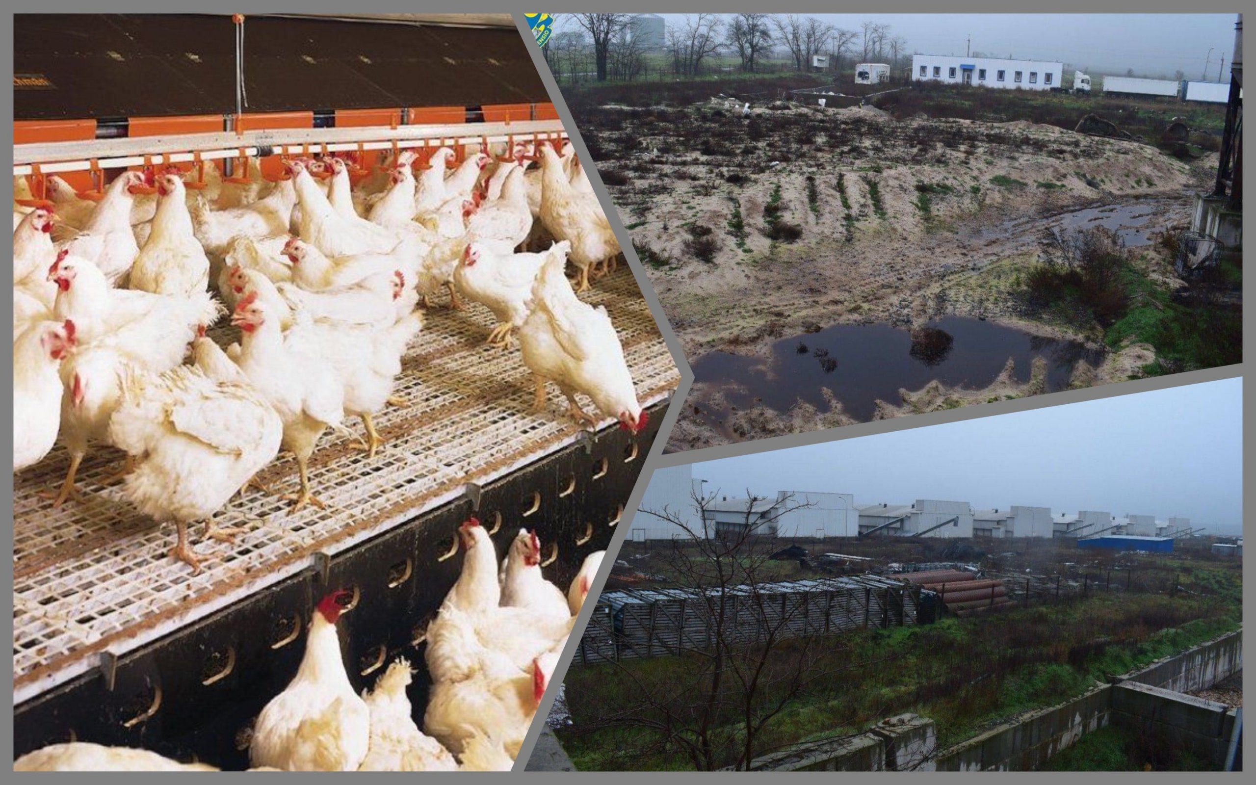 Photo – A mass pestilence is being investigated at the Chernobaev poultry farm
