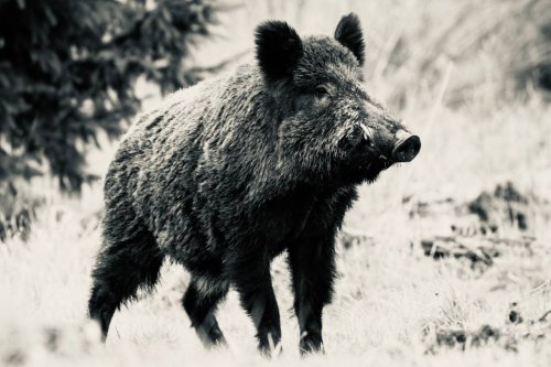 Volyn poachers killed three wild boars and left them in the forest