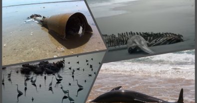 Фото – Чорне море викинуло на берег тисячі мертвих дельфінів. Відео