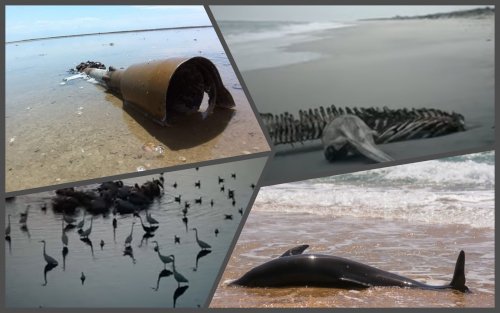 The Black Sea washed ashore thousands of dead dolphins. Video